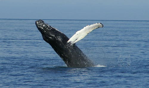 Humpback Whale Jumping