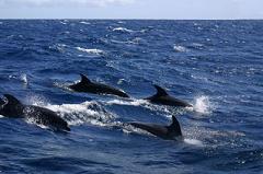 Dolphins